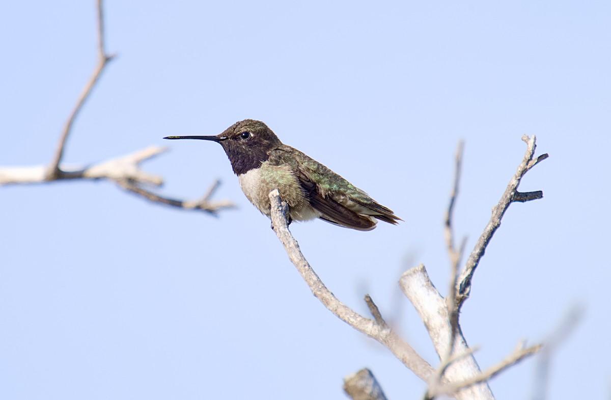 Black-chinned Hummingbird - ML620576117