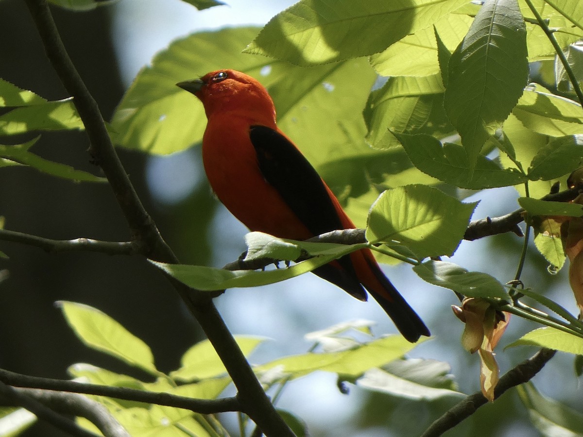 Scarlet Tanager - ML620576126