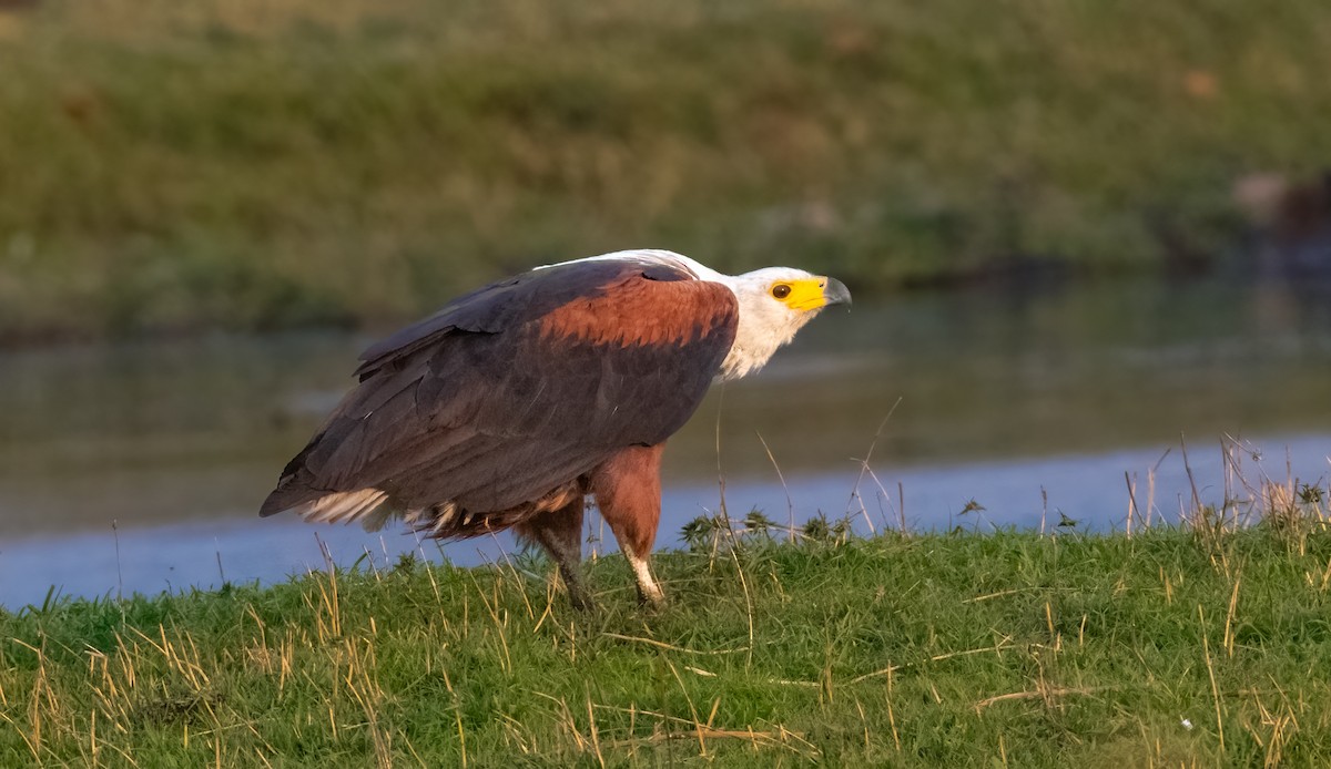 African Fish-Eagle - ML620576131
