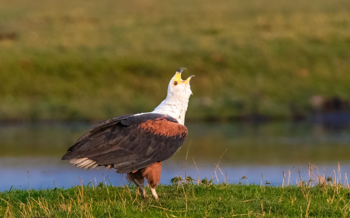 African Fish-Eagle - ML620576132