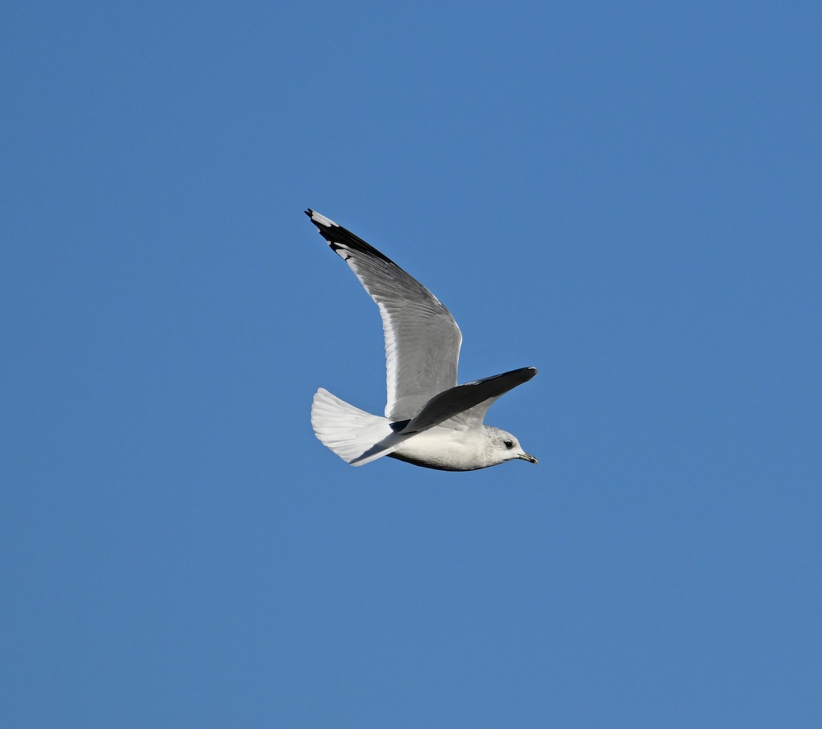 Common Gull (European) - ML620576135