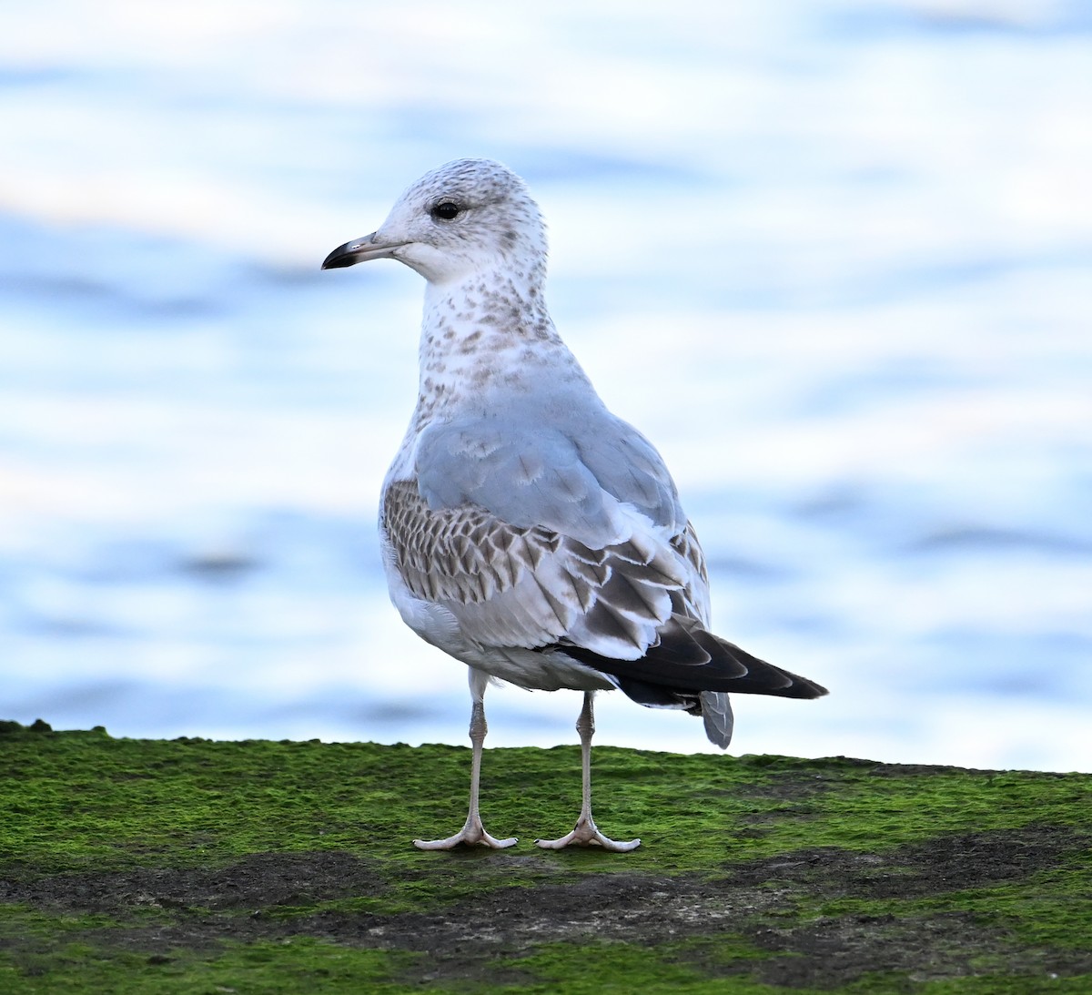 Common Gull (European) - ML620576136