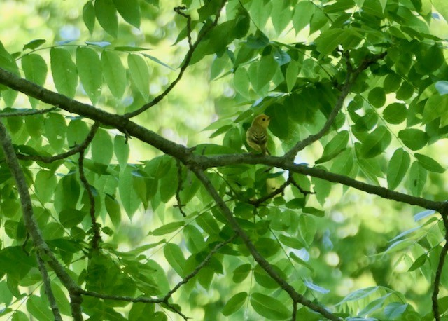 Yellow Warbler - ML620576139
