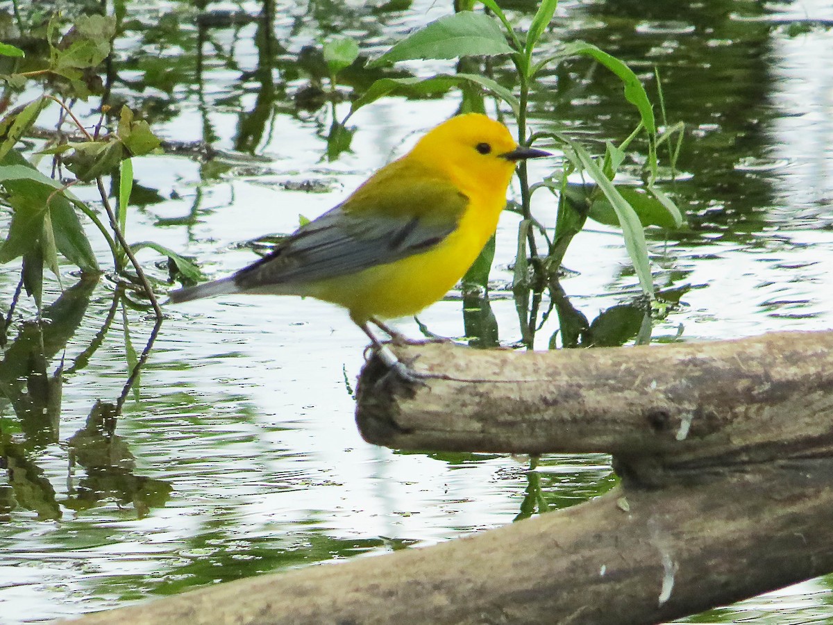 Prothonotary Warbler - ML620576148