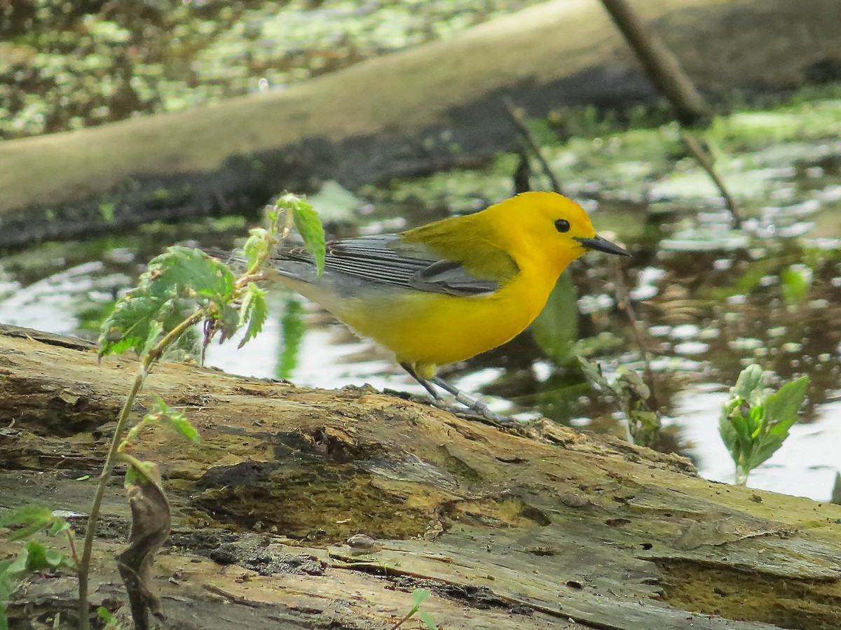 Prothonotary Warbler - ML620576149