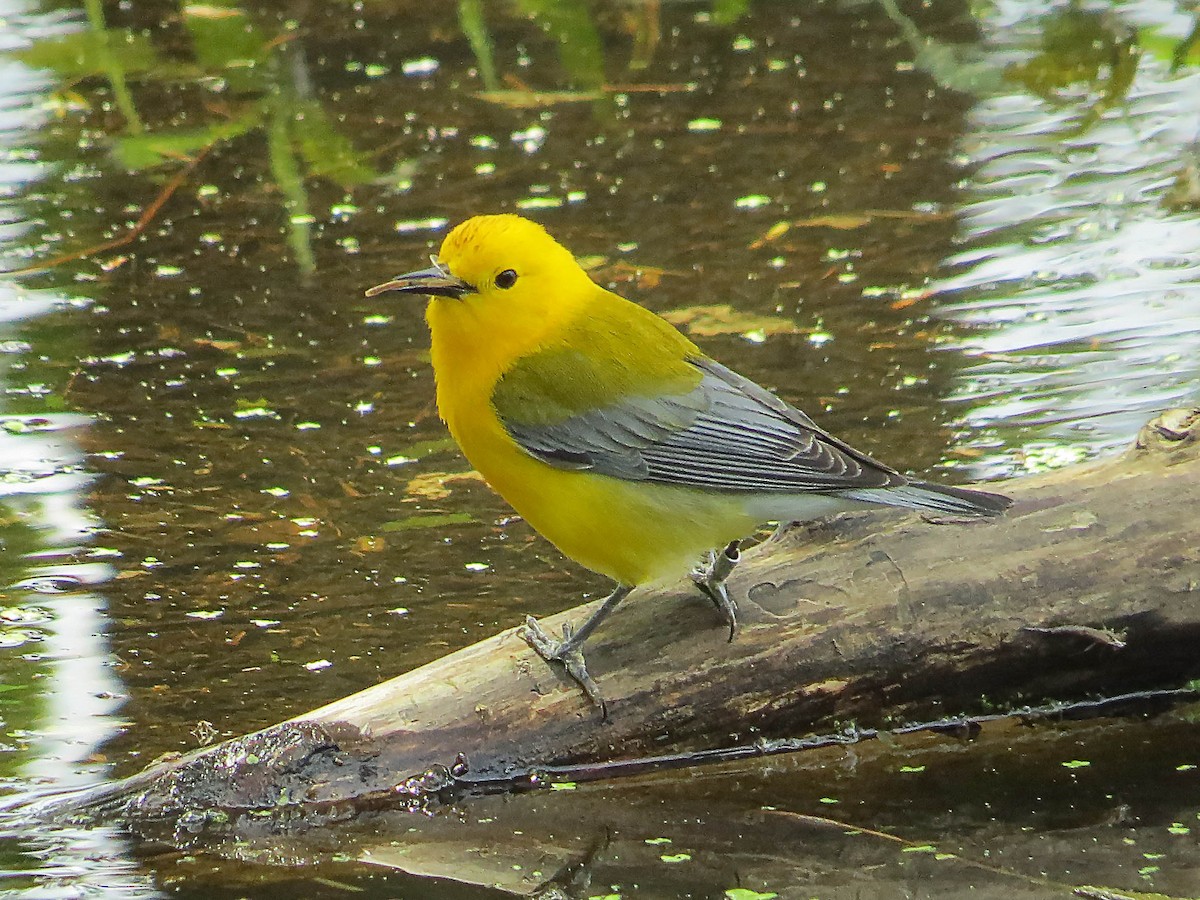 Prothonotary Warbler - ML620576156
