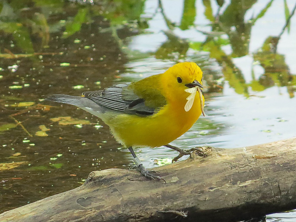 Prothonotary Warbler - ML620576157