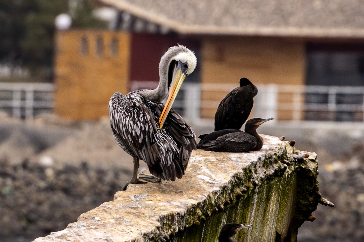 Peru Pelikanı - ML620576161