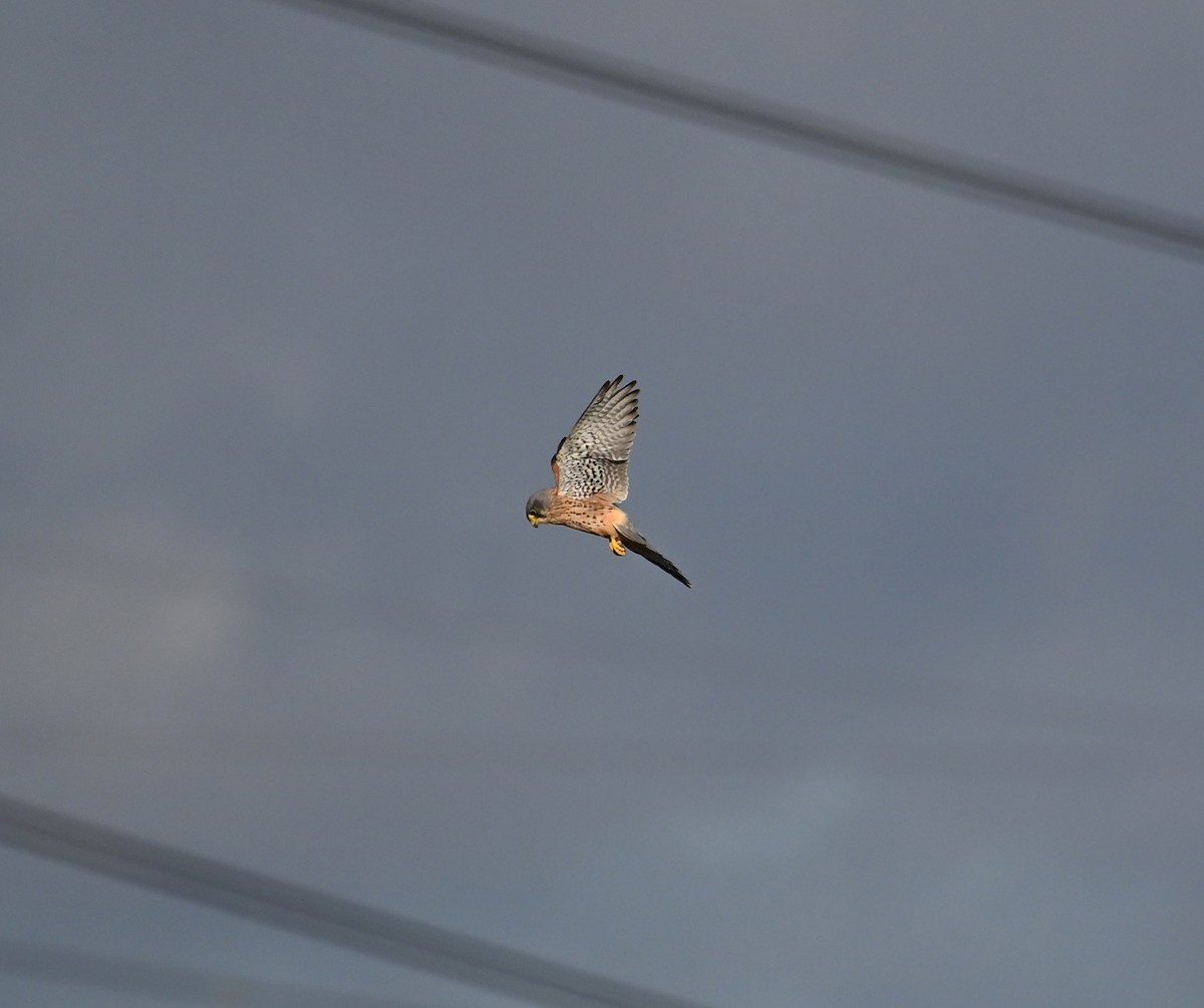 Eurasian Kestrel (Eurasian) - ML620576171