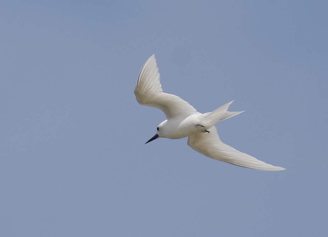 White Tern - Nikos Mavris