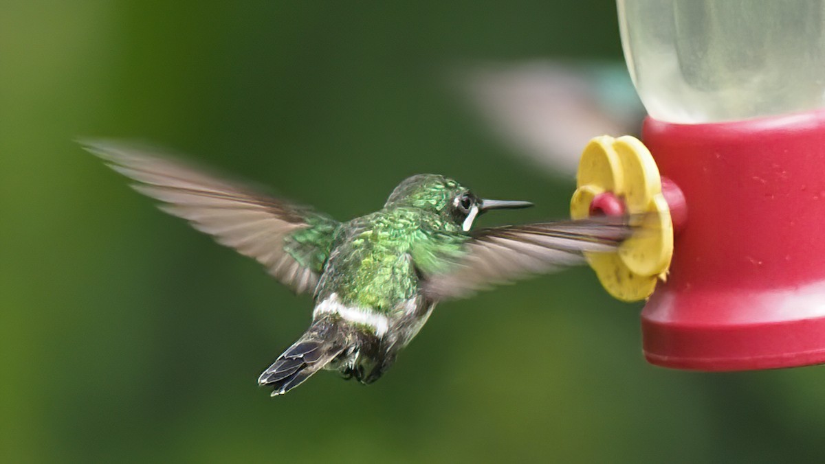 Rabudito Verde - ML620576183