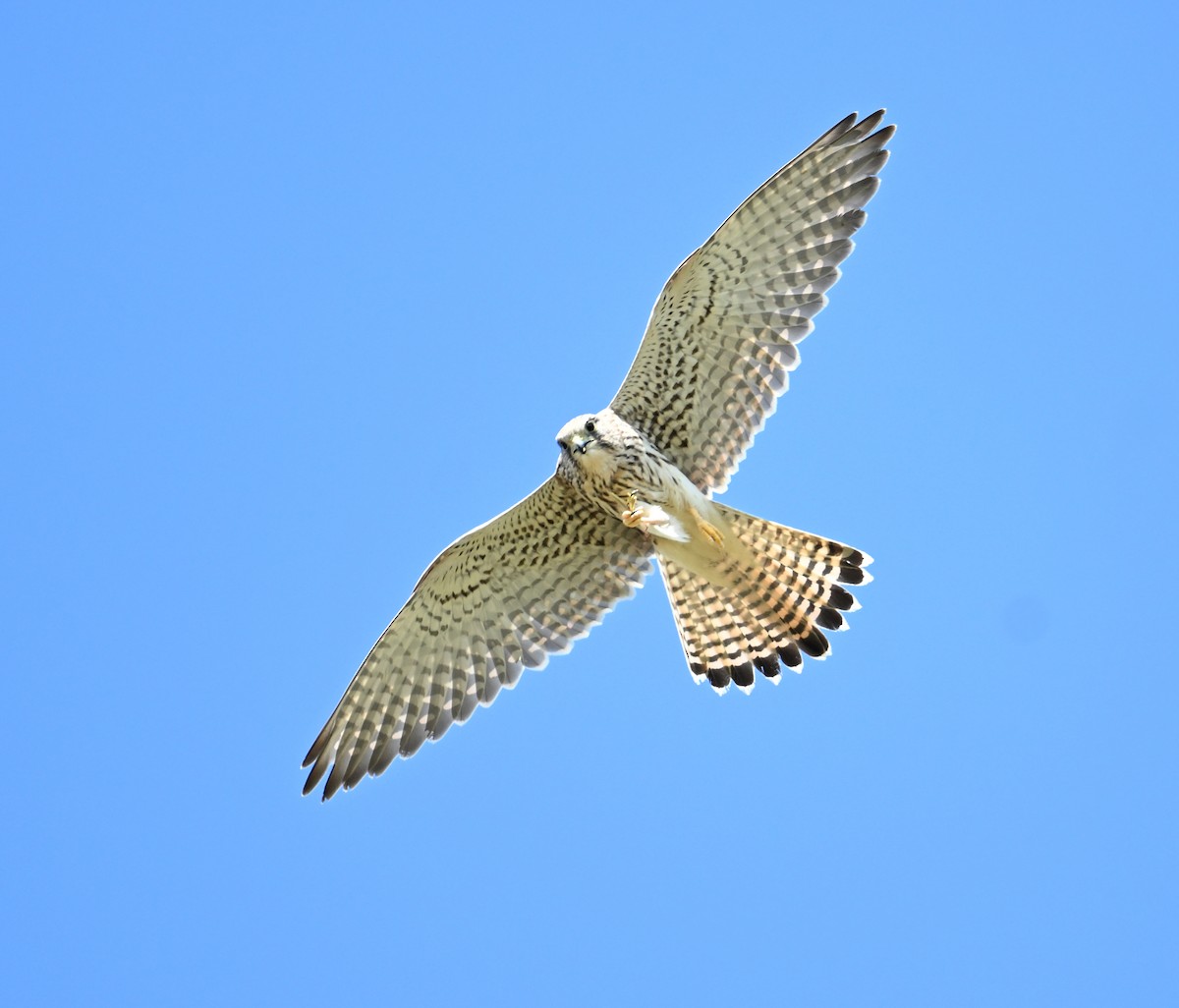 Eurasian Kestrel (Eurasian) - ML620576194