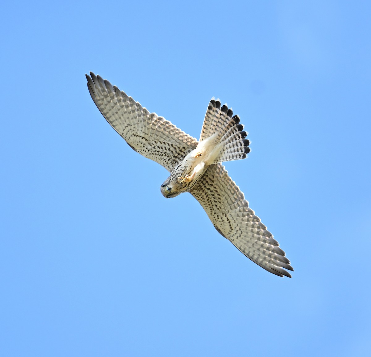 Eurasian Kestrel (Eurasian) - ML620576195