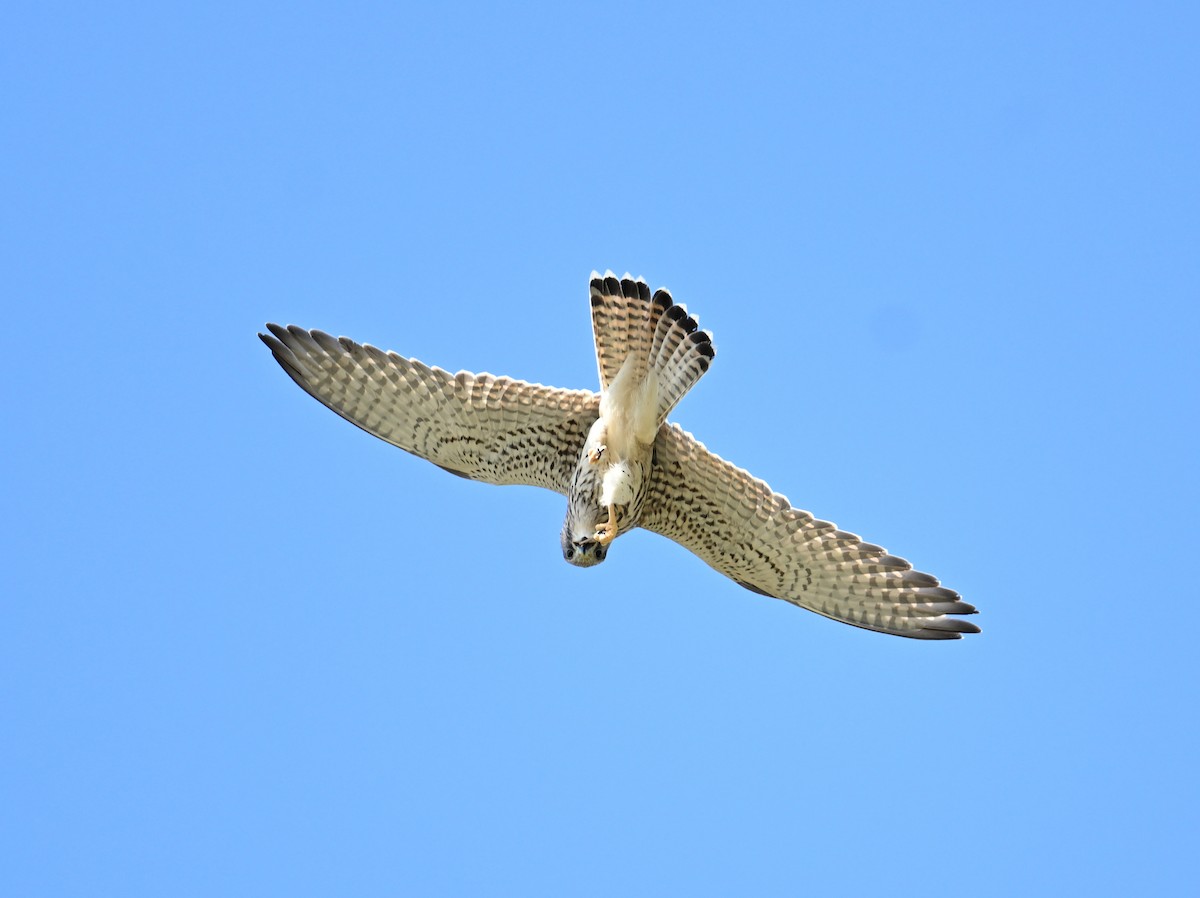 Eurasian Kestrel (Eurasian) - ML620576196