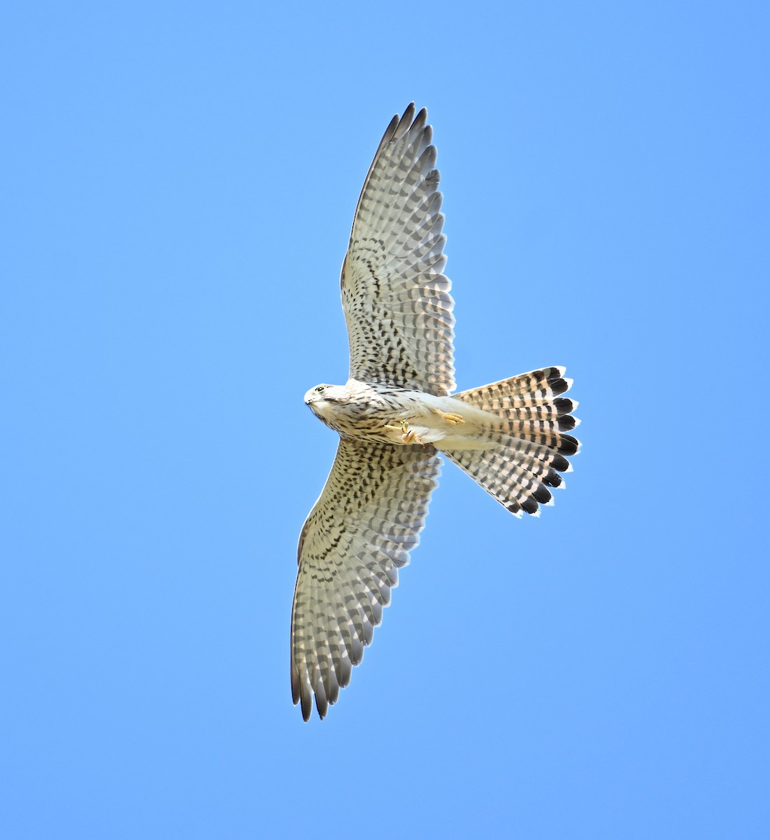 Eurasian Kestrel (Eurasian) - ML620576197