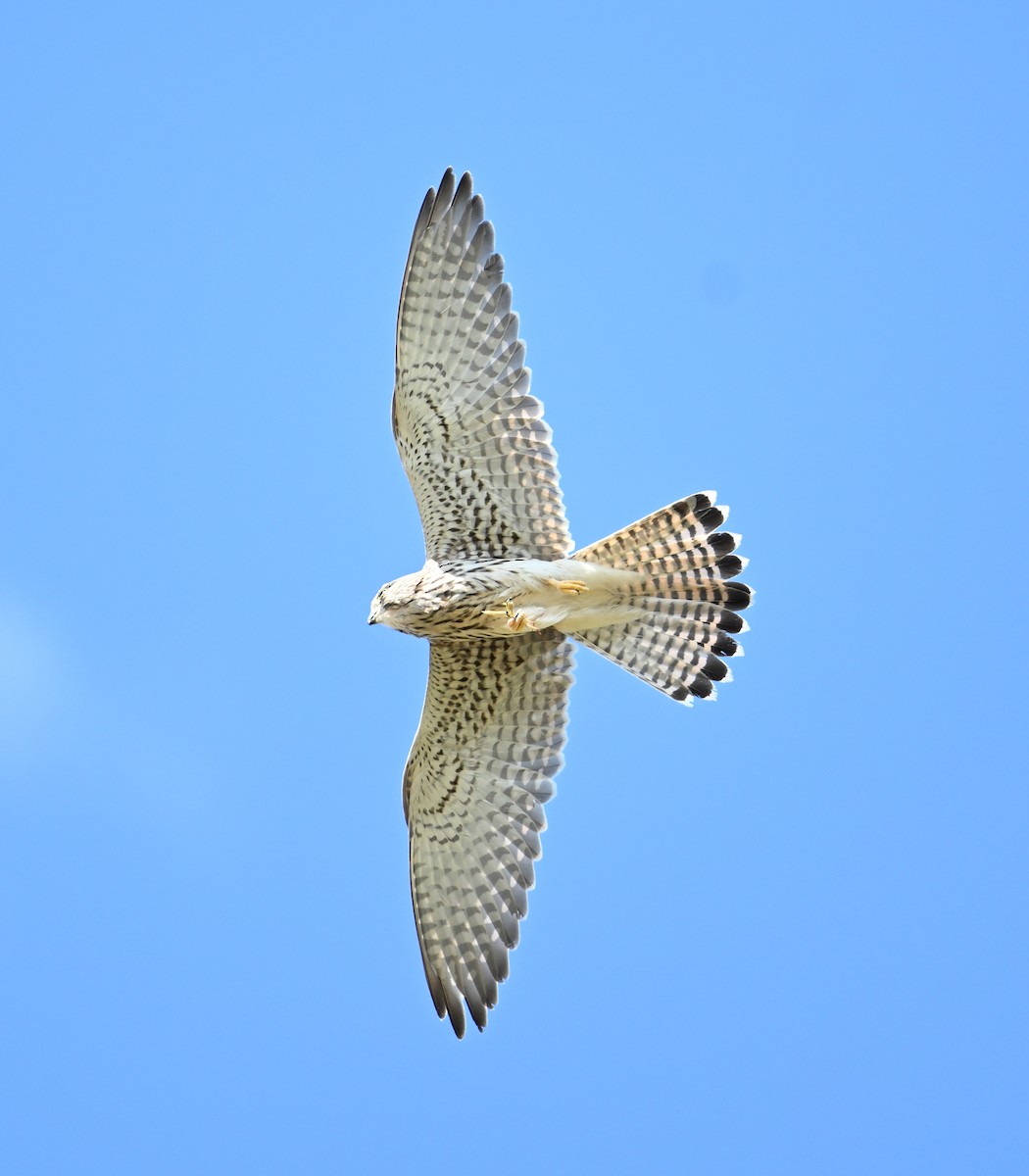 Eurasian Kestrel (Eurasian) - ML620576198