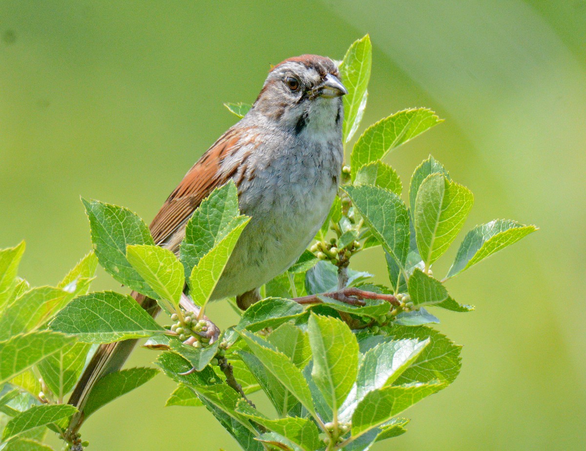 Swamp Sparrow - ML620576226