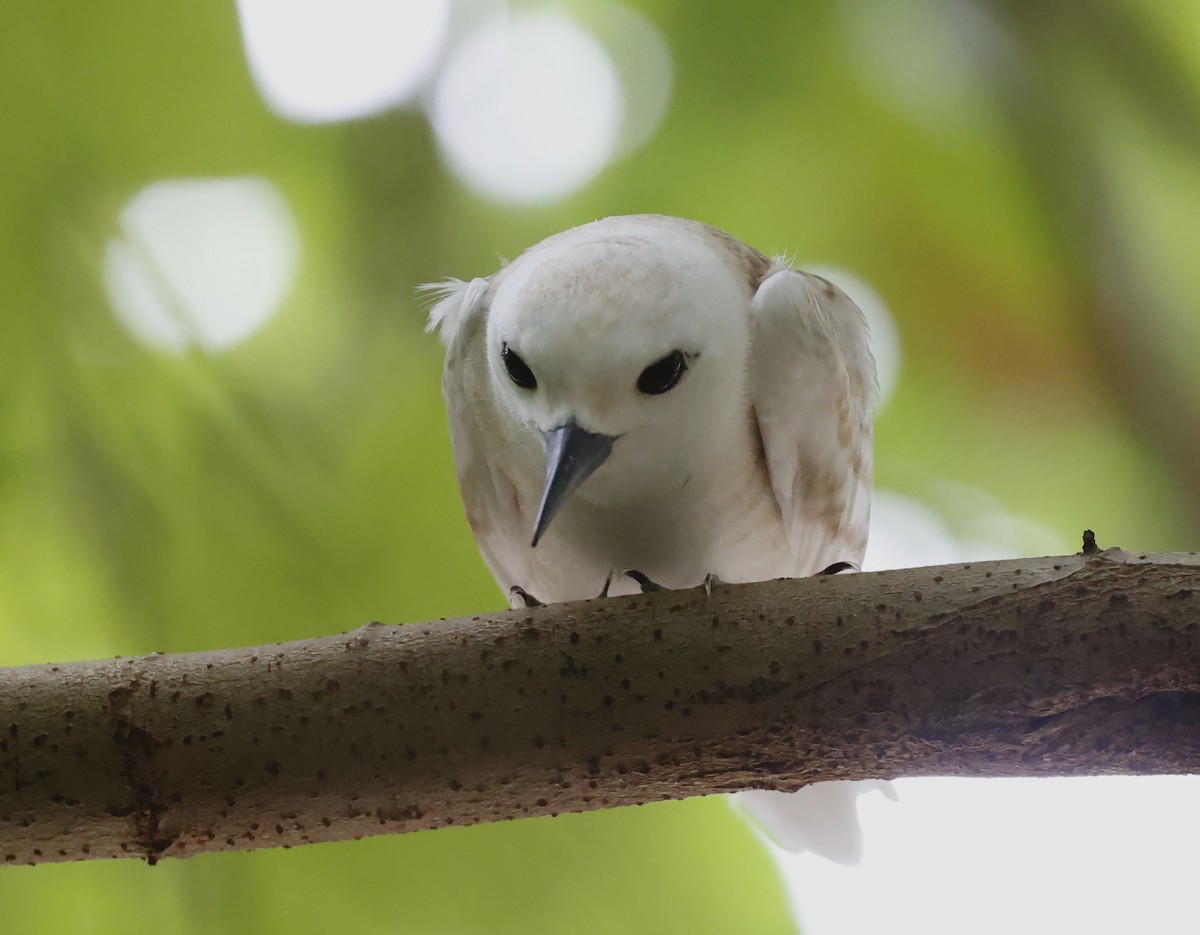 White Tern - ML620576236