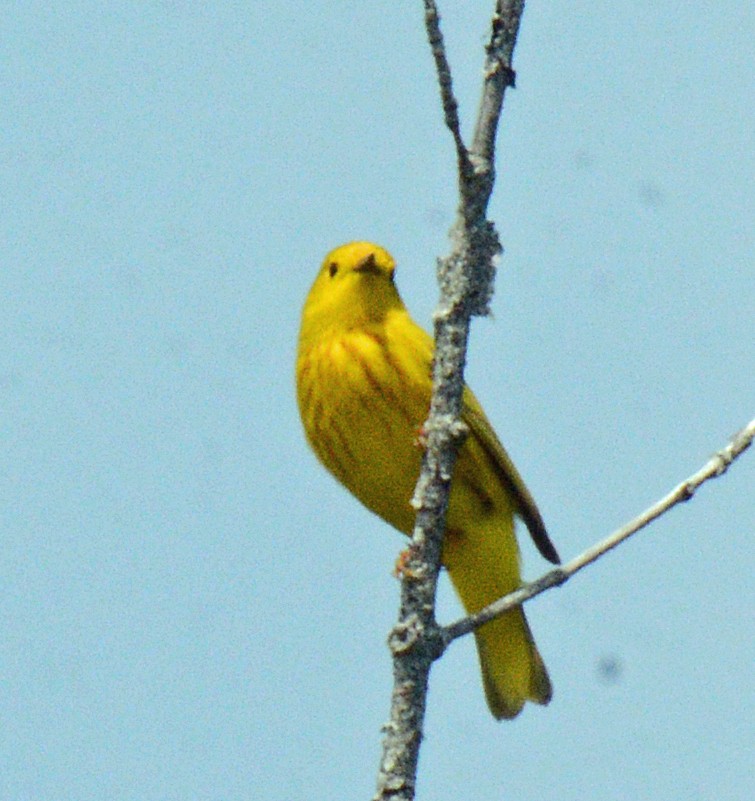 Yellow Warbler (Northern) - ML620576239