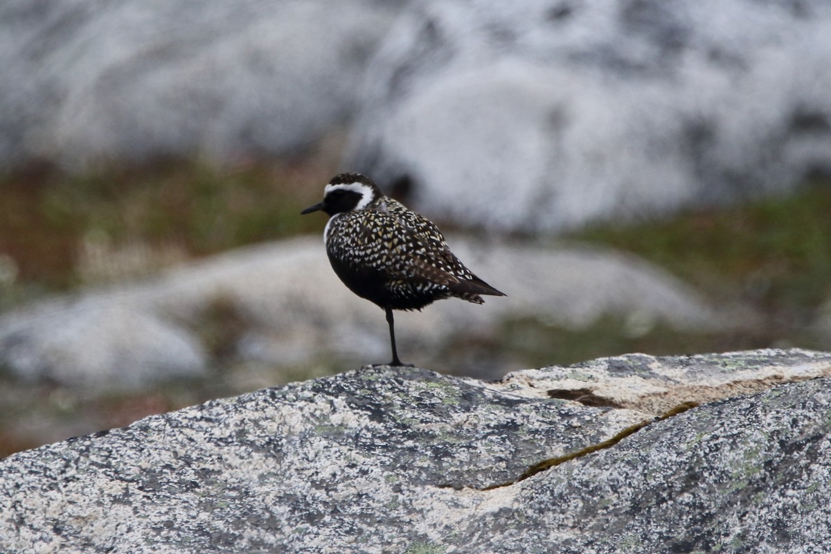 American Golden-Plover - ML620576261