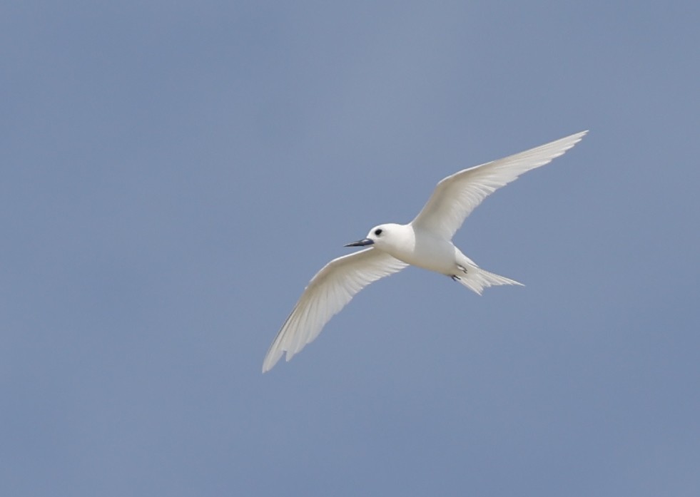 White Tern - ML620576262