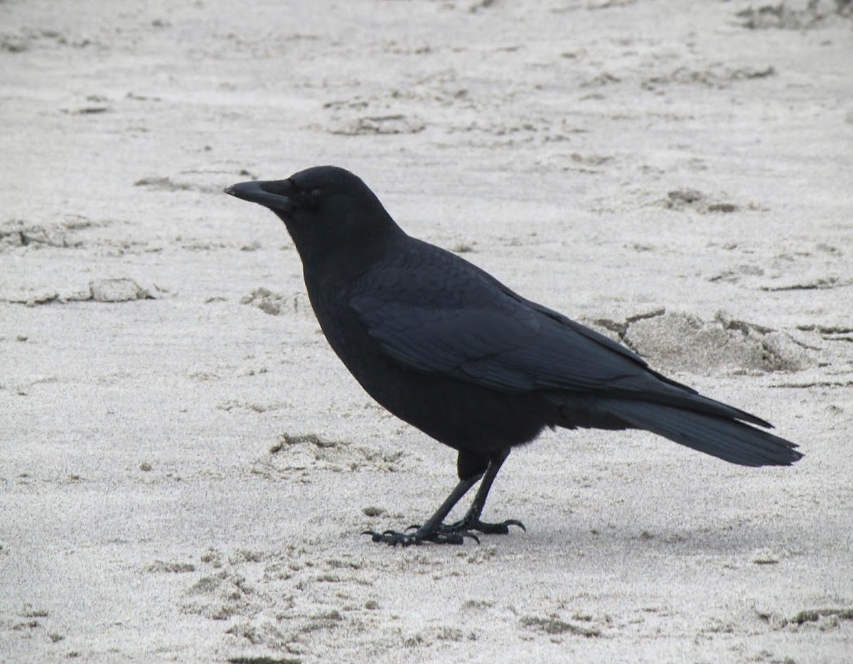 American Crow - ML620576263