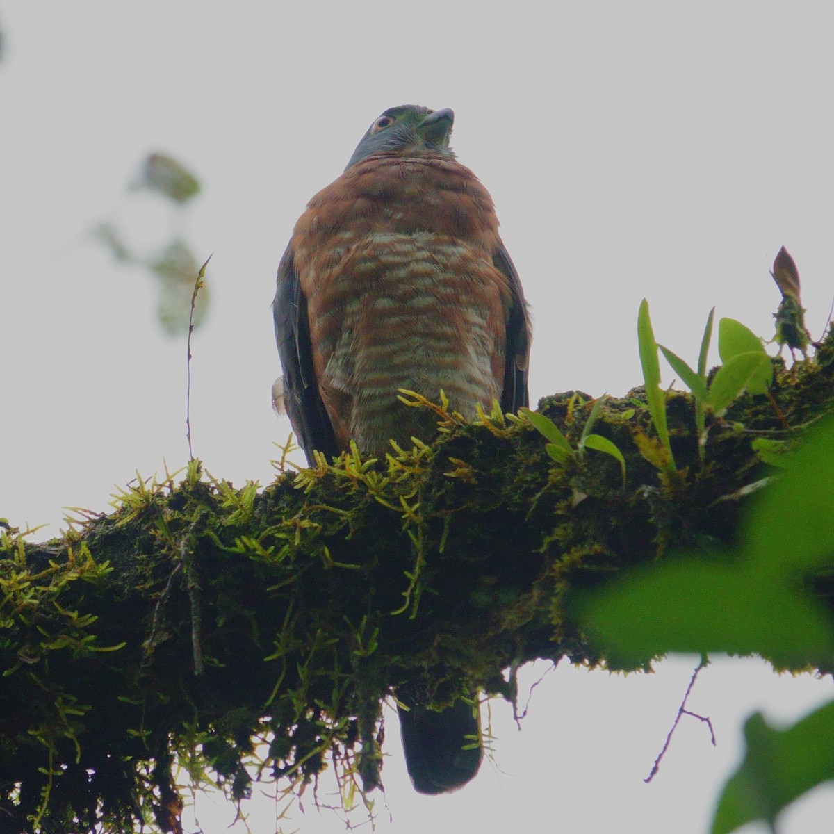 Double-toothed Kite - ML620576269