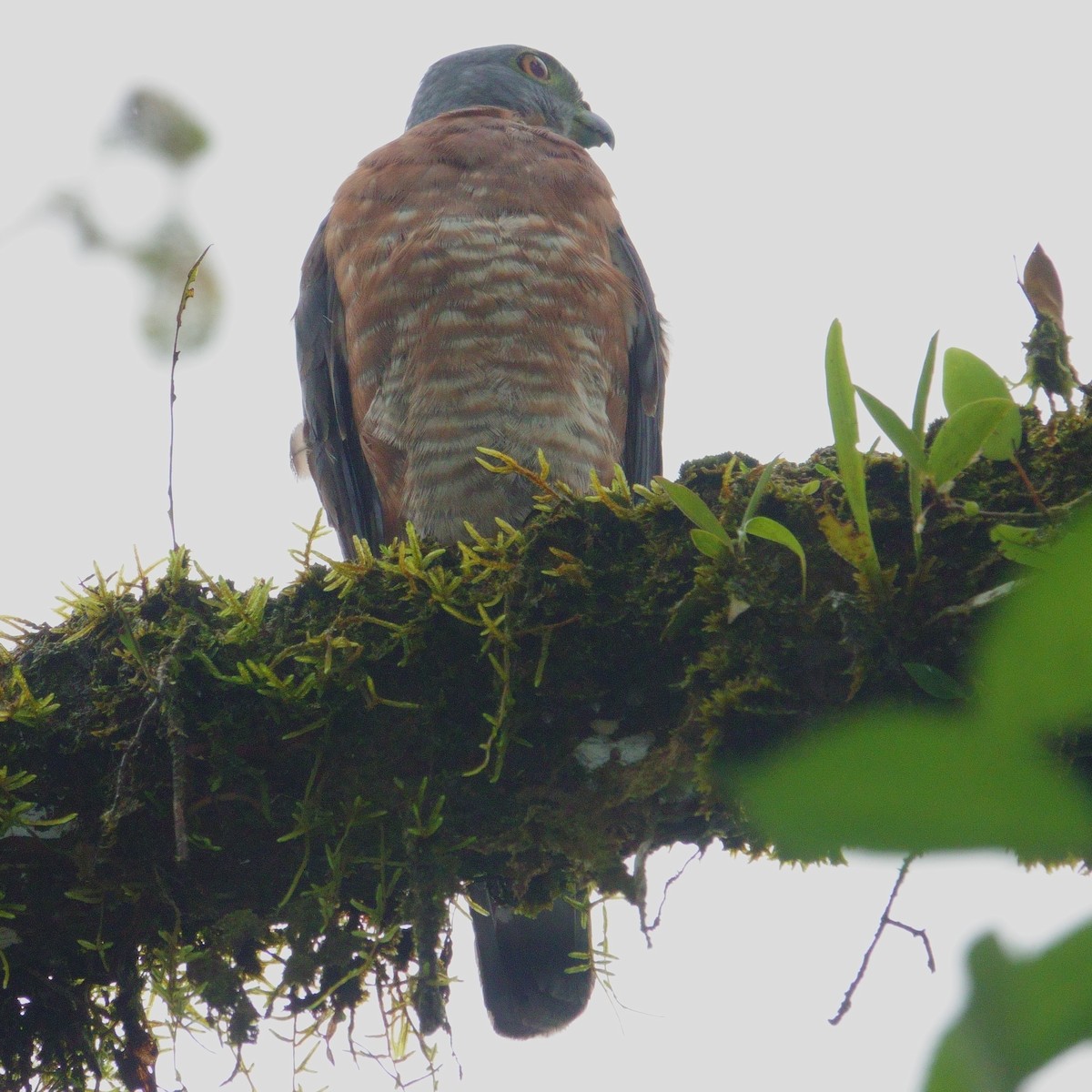 Double-toothed Kite - ML620576270