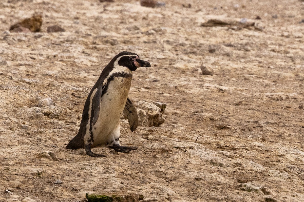 Pingüino de Humboldt - ML620576275