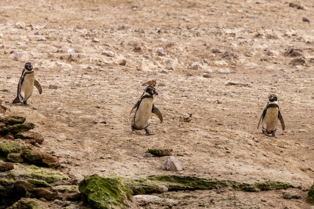 Humboldt Penguin - ML620576277