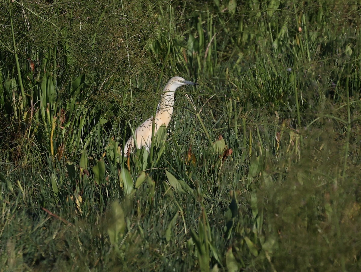 Squacco Heron - Anonymous