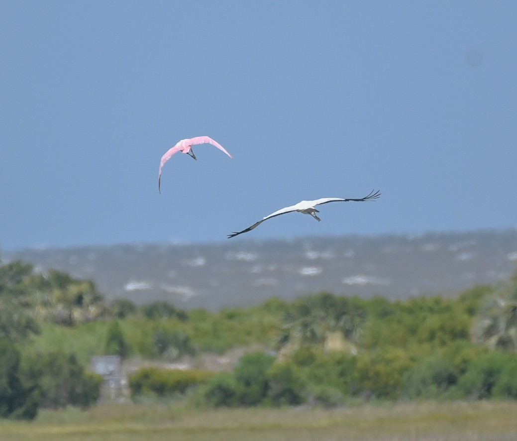 Roseate Spoonbill - ML620576289