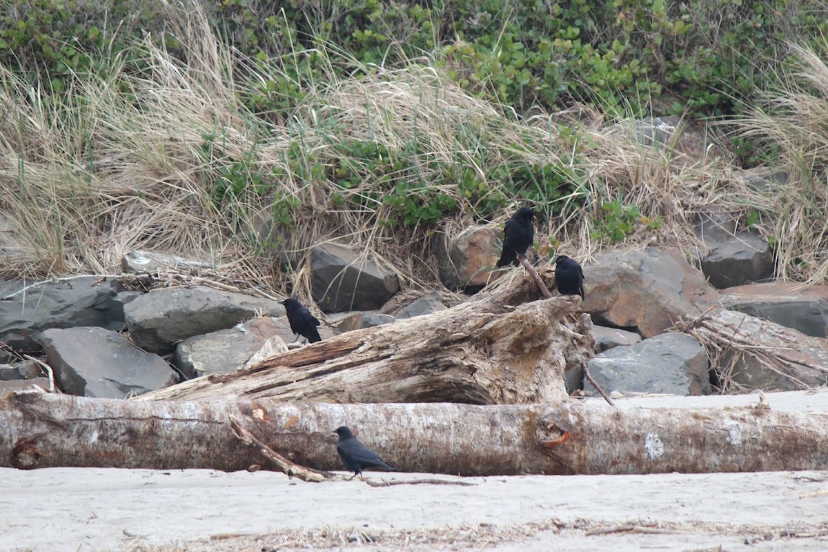 American Crow - ML620576294