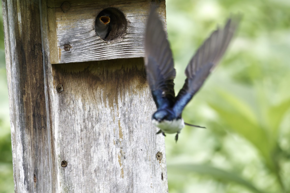 Golondrina Bicolor - ML620576299