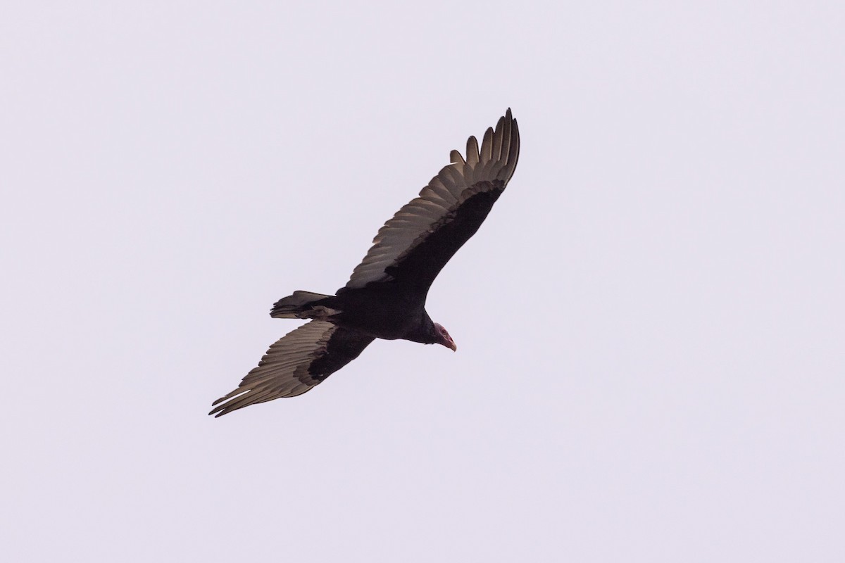 Turkey Vulture - ML620576302