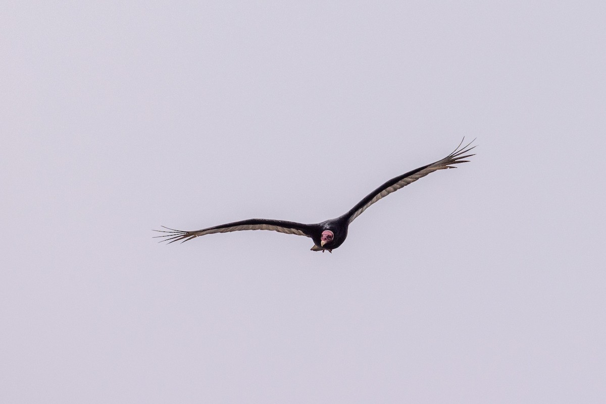 Turkey Vulture - ML620576303