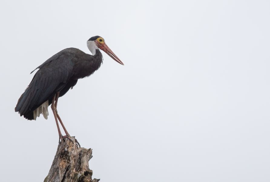 Höckerstorch - ML620576305