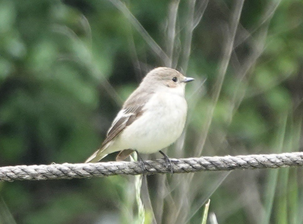 European Pied Flycatcher - ML620576306