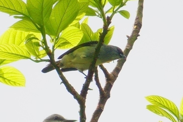 Plain-colored Tanager - ML620576315