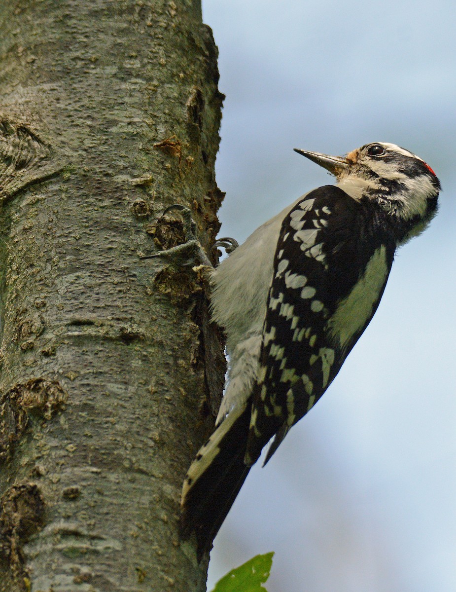 Downy Woodpecker - ML620576346