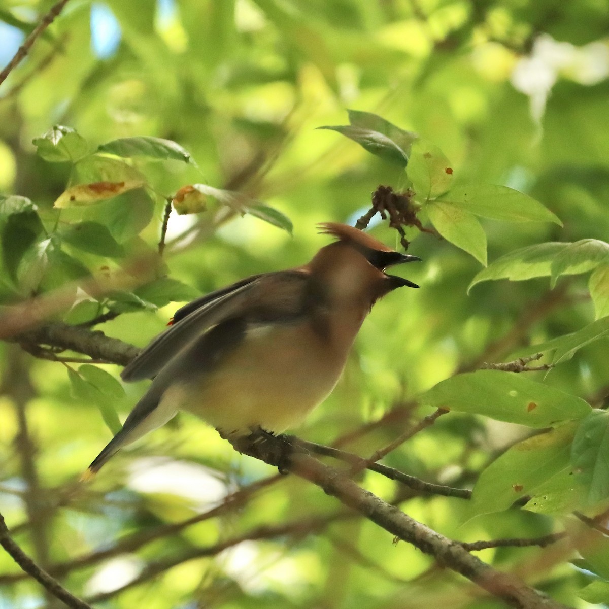 Cedar Waxwing - ML620576348