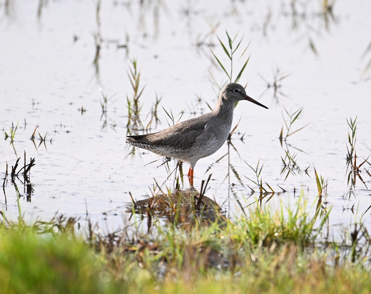 Common Redshank - ML620576351