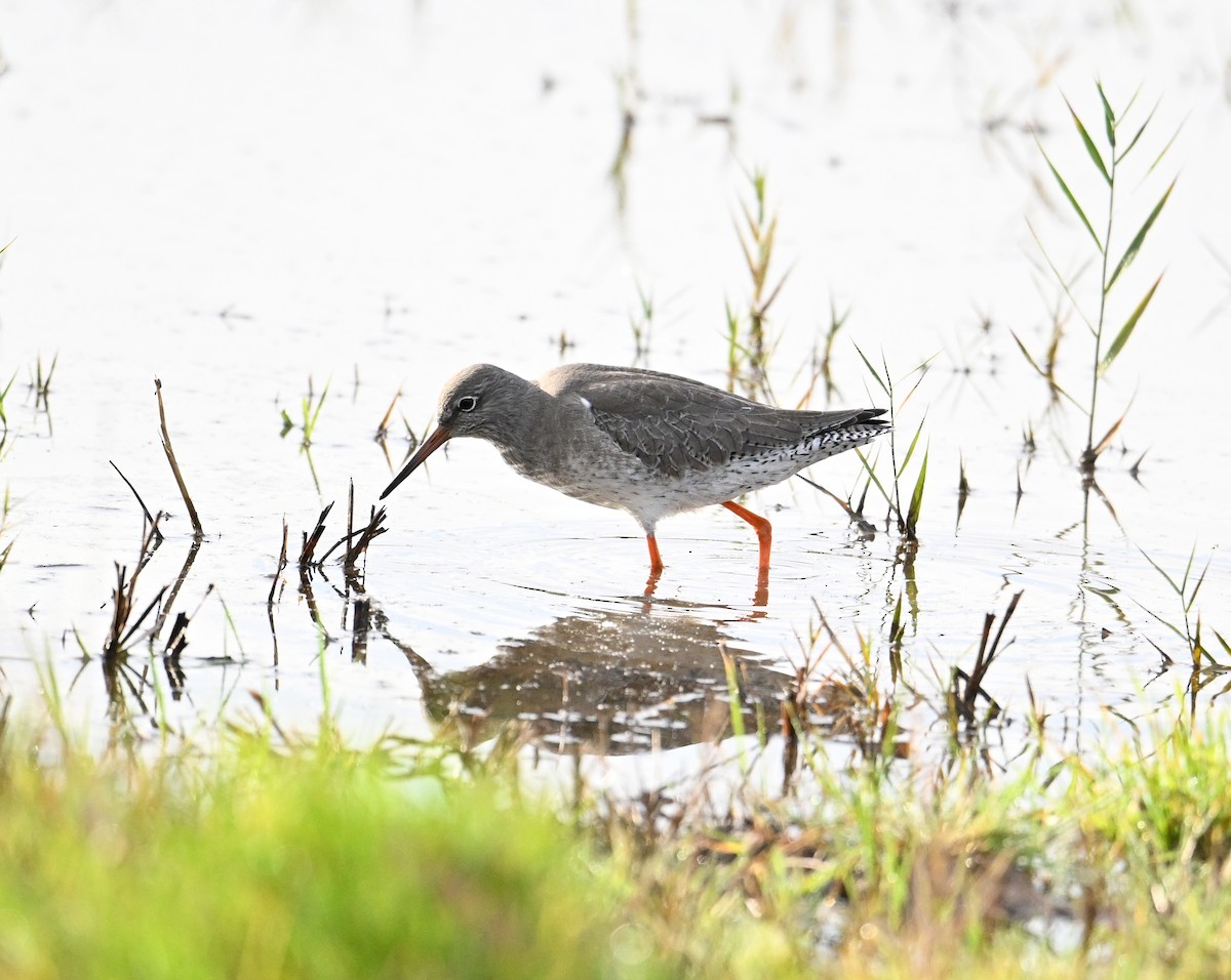 Common Redshank - David Darrell-Lambert