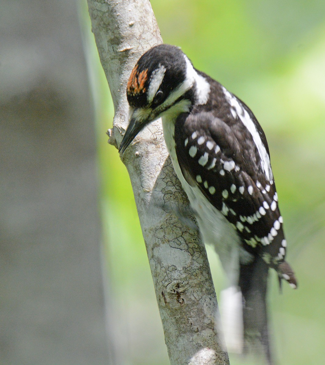 セジロアカゲラ（villosus グループ） - ML620576354