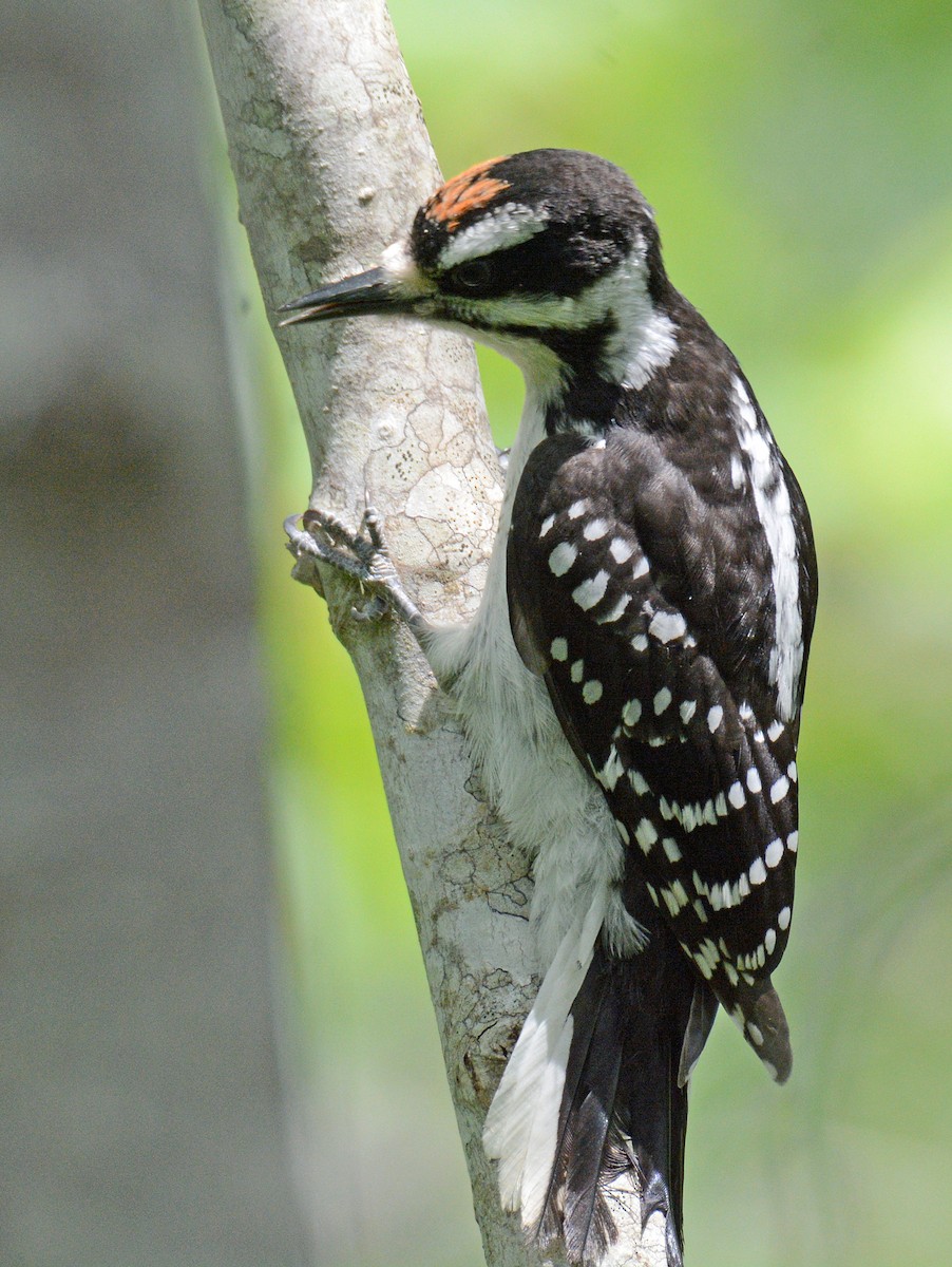 セジロアカゲラ（villosus グループ） - ML620576357