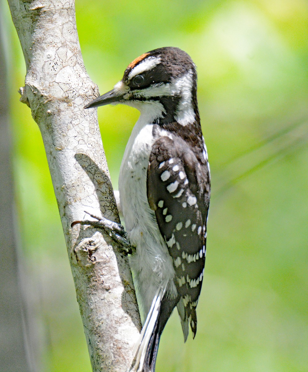 Hairy Woodpecker (Eastern) - ML620576358