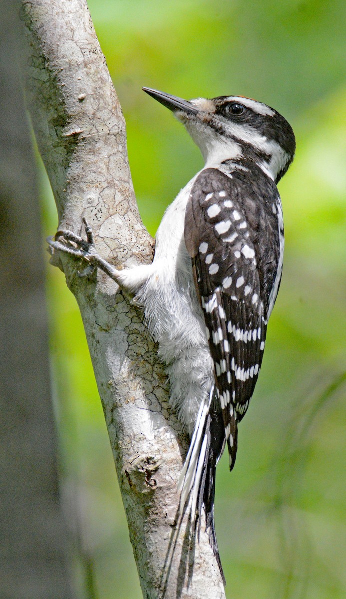 Hairy Woodpecker (Eastern) - ML620576359