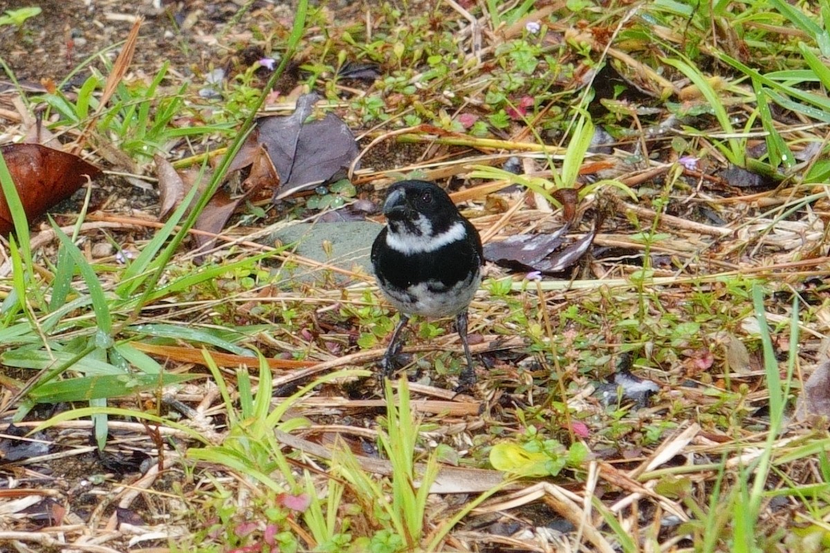 Variable Seedeater - ML620576363
