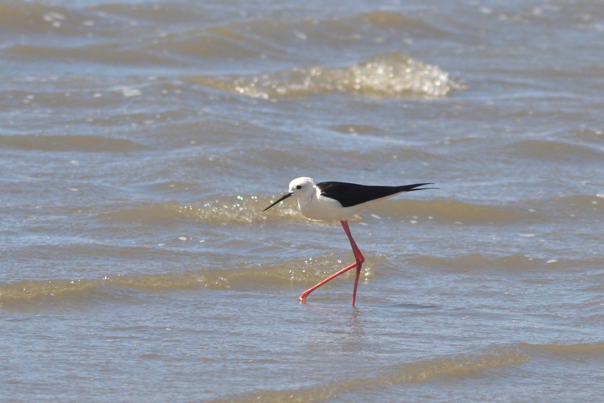 Black-winged Stilt - ML620576371