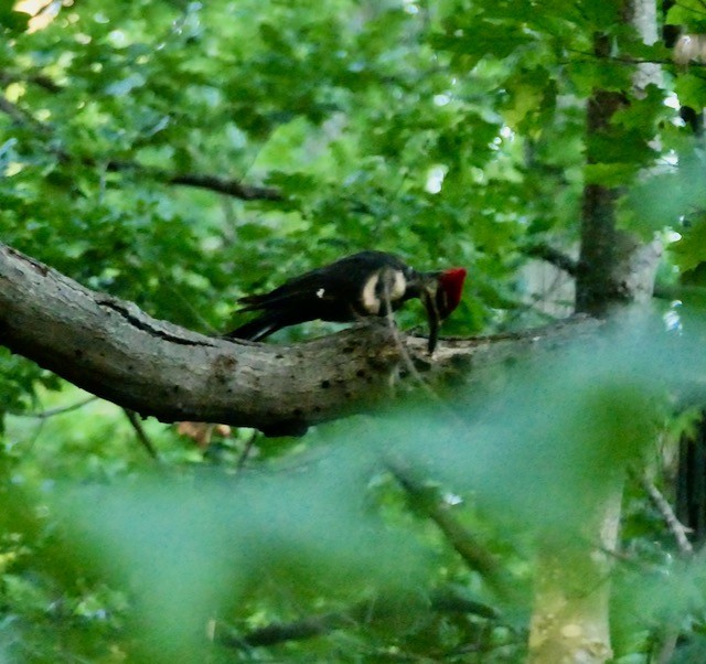 Pileated Woodpecker - ML620576395